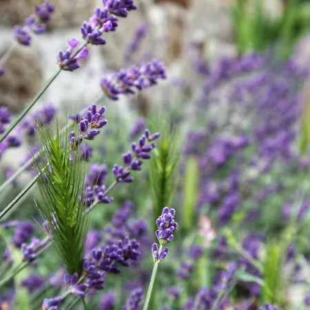 A Casa Do Soito Ferienhaus *