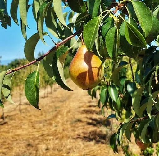 A Casa Do Soito 別荘
