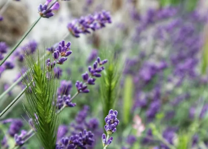 A Casa Do Soito Ferienhaus *