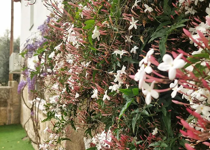 別荘 A Casa Do Soito *